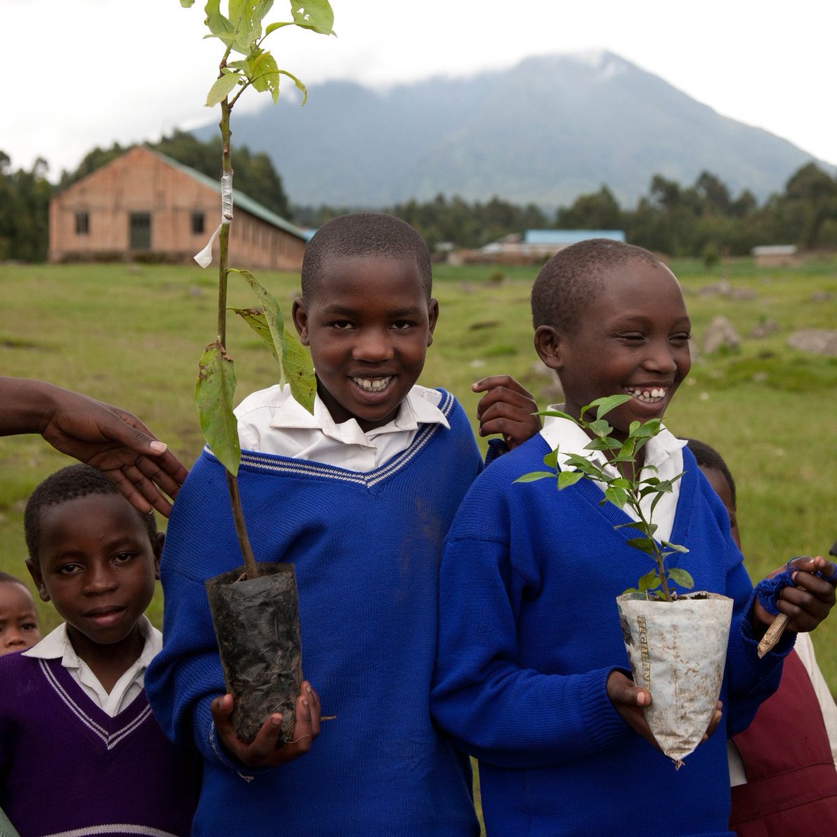 At the Gorilla Organization, we know that children are the guardians of the future. That's why we work in schools to provide conservation education to children living alongside the gorilla habitat. Learn more about our project on our website bit.ly/3TpdTco