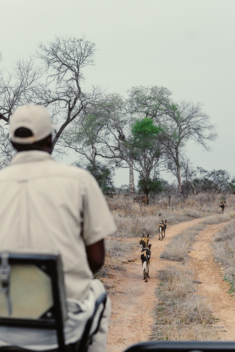 blkstryde's tweet photo. Welcome to Thornybush Game Lodge, a luxury safari destination in the heart of the Greater Kruger National Park, South Africa. https://t.co/lgcsGoFwl5