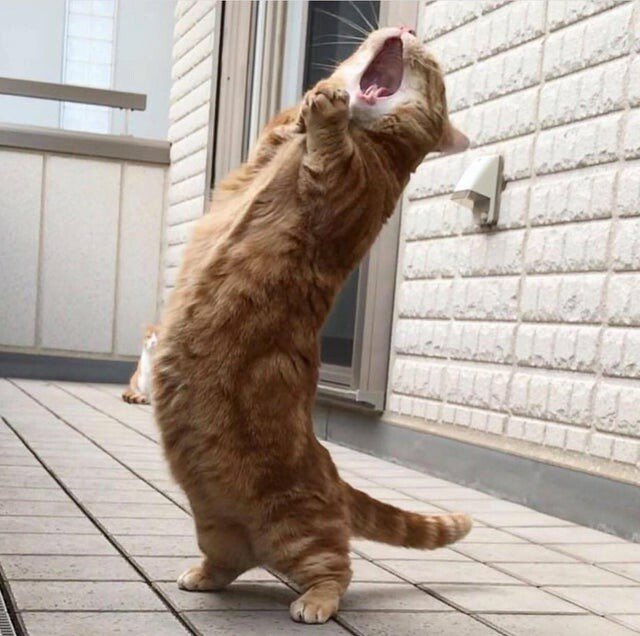😾🎤