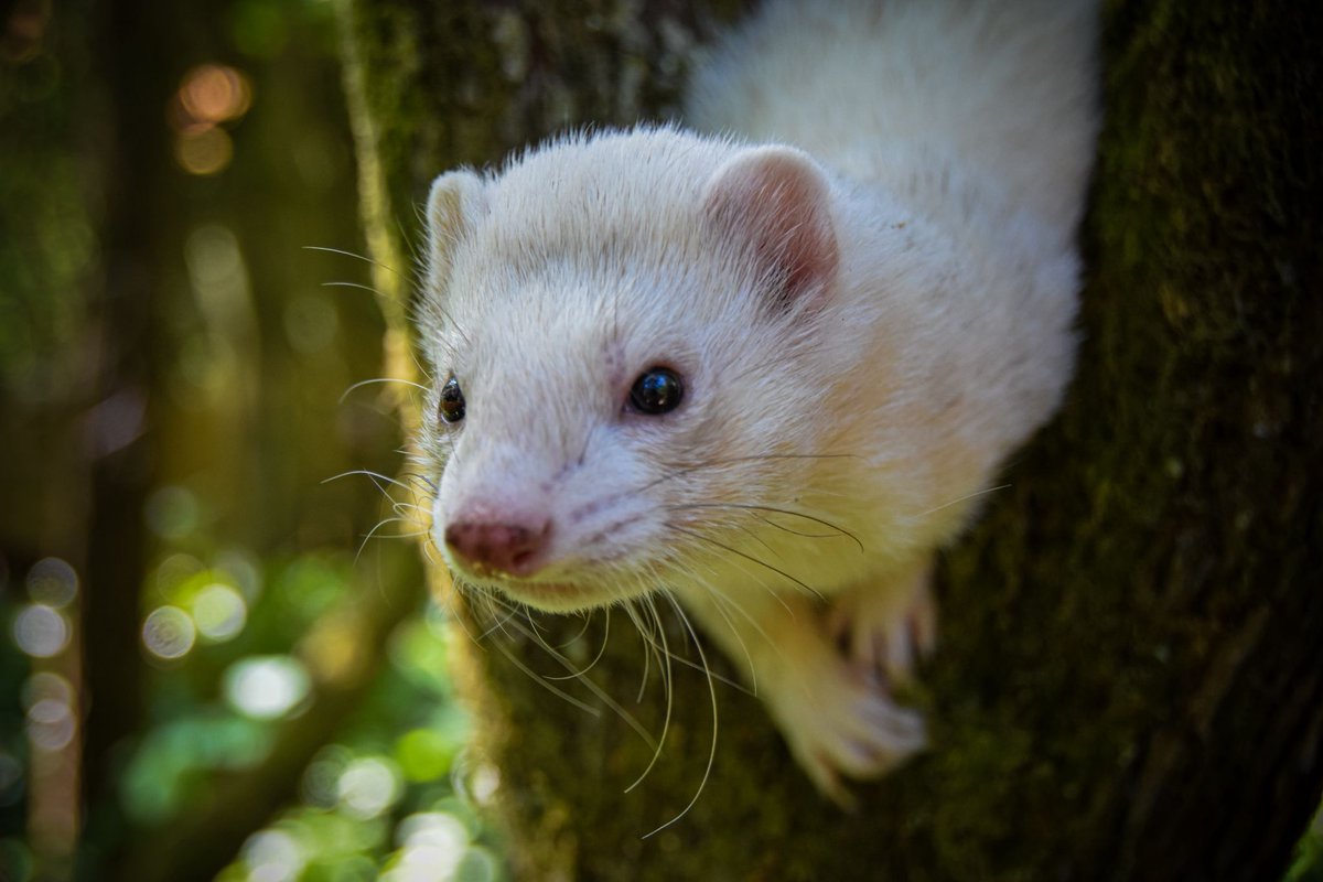 🎟️ Weekend plans? Come visit Exotic Zoo! 🦥🦎🦊

No booking needed – just head to reception, grab your tickets &amp; enjoy a wild day out! 🐾💚

📍 No booking required
🎫 Tickets on the door
📸 Bring your camera!

#ExoticZoo #ZooDayOut #FamilyFun #NoBookingNeeded #WeekendPlans