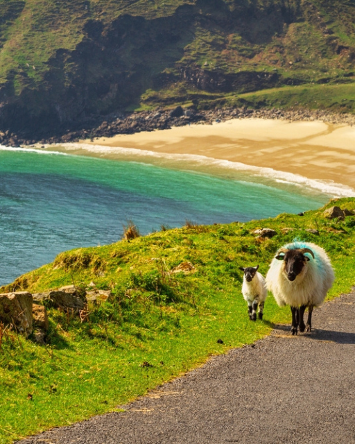 A sheep and lamb walking at the beach in County Mayo. Ireland..