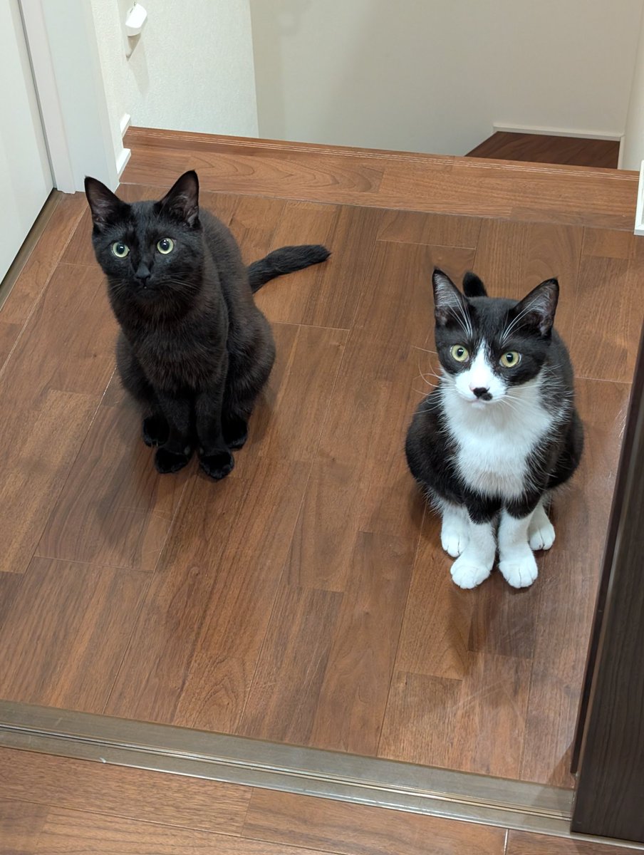 鳥猫 on X: 