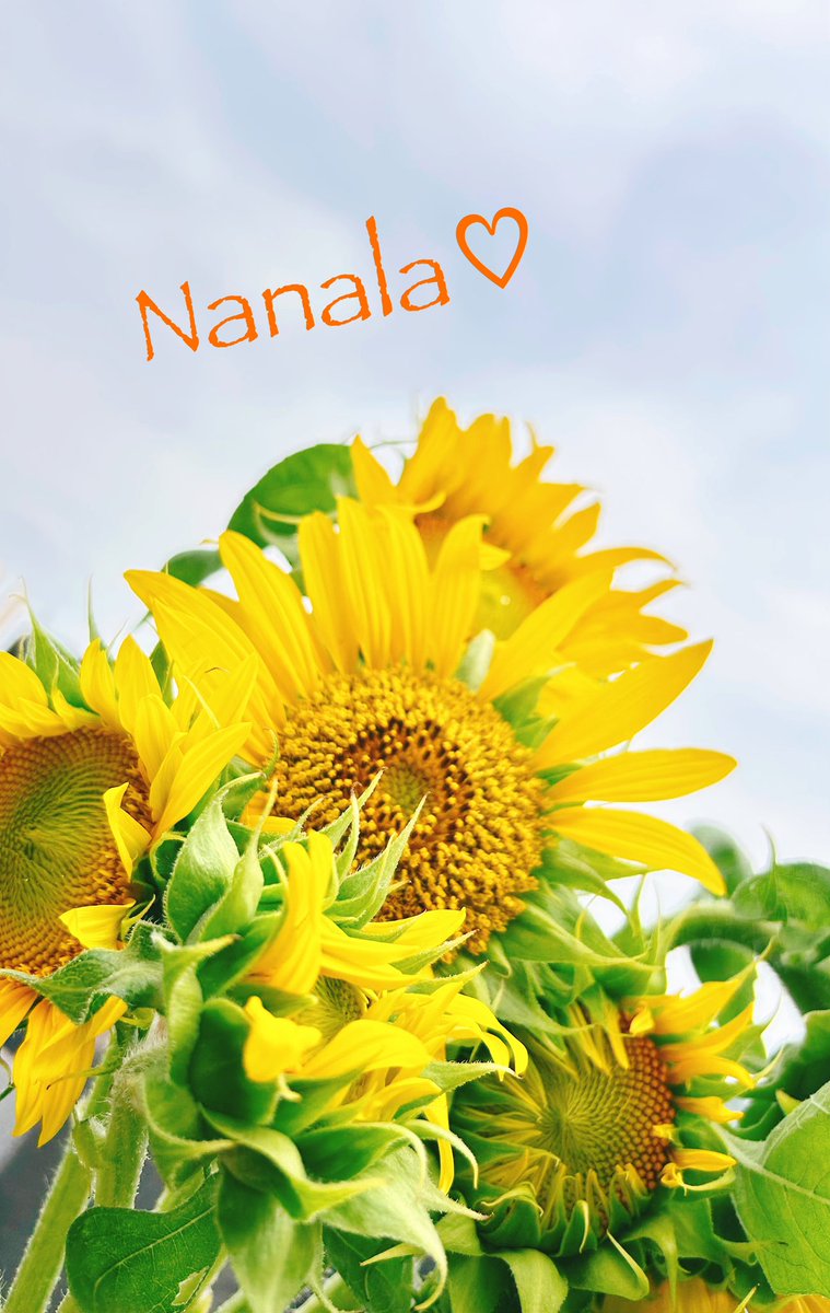 🌻🌻
🌻🌻🌻🌻🌻
いちねんありがと👍🏻 ̖́-︎