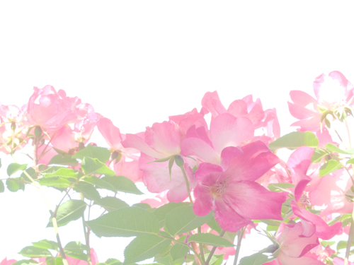 kawakamitakeru's tweet image. kawakamitakeru.wixsite.com/photograph/flo… #Nara #Japan