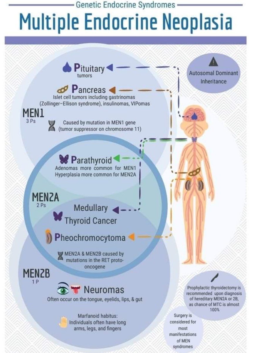 netcancerday's tweet photo. In most people there are two normal functioning #MEN2B genes (RET or RET proto-oncogene). In patients with MEN2B one of this pair has a change. The most common gene change in MEN2B is called ‘M918T’.
☑️Learn about #MEN2B with #NETInfo in 11 languages: https://t.co/2jumU59R9Z
#LetsTalkAboutNETs