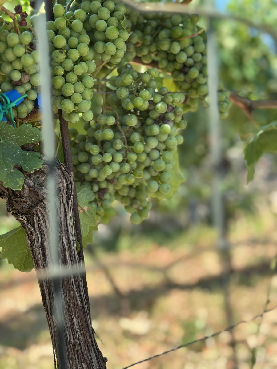 Found a villa I’d like to purchase ! 

Patisserie business for sale 🤷‍♂️ 

I’d stay on as a consultant #justsayin