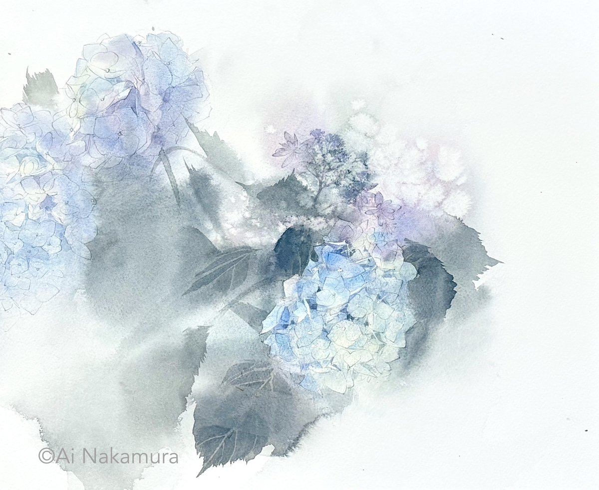 「雨のアジサイ」

#透明水彩　#watercolorpainting #アジサイ　#シュミンケホラダム