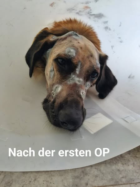 yolandaschultes's tweet photo. Radibor · Brohna · 02627
Auf Fundhund 40 - 50 mal geschossen!!!!
Tierheim Bautzen Kopie:
Wir bitten um HILFE!!!!!
Am 18.03.2025 wurde uns durch einen Finder ein Fundhund gebracht.
Nach und nach wurde es sicher, dass dieser Hund eigentlich ein zu Hause bzw. Besitzer hat.
Allerdings ein nicht gutes zu Hause!
Es stellte sich heraus, das auf den Hund geschossen wurde! Und dass nicht nur 1-mal, sondern über einen unbestimmten Zeitraum mehrmals.
Wie grausam kann ein Mensch sein, seinem Tier solche Schmerzen und Leid zuzufügen!
Unser Tierarzt untersuchte den Hund genau und fertigte Röntgenbilder an. Unglaublich, was dort zusehen war! 
Zwischen 40 und 50 Diabolos stecken in dem Hund!
Unfassbar …. nicht nur für uns alle, sondern auch für die Tierärzte!
In mindestens 3 Operationen müssen die Diabolos nun entfernt werden.
Der Kostenvoranschlag beläuft sich auf, ca. 1200,00 € je OP! 
Wer uns bei der Finanzierung der Tierarztkosten für Keks unterstützen möchte, der kann gern auf das Konto des Tierschutzverein Bautzen e. V. spenden - Verwendungszweck: "Hilfe für Hund Keks" - Kreissparkasse Bautzen IBAN: DE 58 8555 0000 1000 0025 40 BIC: SOLADES1BAT
Vielen herzlichen Dank!
Wenn Sie eine Spendenbescheinigung benötigen, dann lassen Sie es uns wissen und vergessen bitte nicht uns Ihre Adresse mitzuteilen!
+49 35937 80290