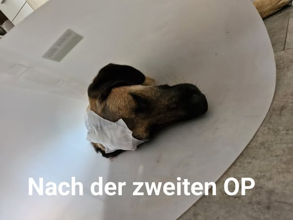yolandaschultes's tweet photo. Radibor · Brohna · 02627
Auf Fundhund 40 - 50 mal geschossen!!!!
Tierheim Bautzen Kopie:
Wir bitten um HILFE!!!!!
Am 18.03.2025 wurde uns durch einen Finder ein Fundhund gebracht.
Nach und nach wurde es sicher, dass dieser Hund eigentlich ein zu Hause bzw. Besitzer hat.
Allerdings ein nicht gutes zu Hause!
Es stellte sich heraus, das auf den Hund geschossen wurde! Und dass nicht nur 1-mal, sondern über einen unbestimmten Zeitraum mehrmals.
Wie grausam kann ein Mensch sein, seinem Tier solche Schmerzen und Leid zuzufügen!
Unser Tierarzt untersuchte den Hund genau und fertigte Röntgenbilder an. Unglaublich, was dort zusehen war! 
Zwischen 40 und 50 Diabolos stecken in dem Hund!
Unfassbar …. nicht nur für uns alle, sondern auch für die Tierärzte!
In mindestens 3 Operationen müssen die Diabolos nun entfernt werden.
Der Kostenvoranschlag beläuft sich auf, ca. 1200,00 € je OP! 
Wer uns bei der Finanzierung der Tierarztkosten für Keks unterstützen möchte, der kann gern auf das Konto des Tierschutzverein Bautzen e. V. spenden - Verwendungszweck: "Hilfe für Hund Keks" - Kreissparkasse Bautzen IBAN: DE 58 8555 0000 1000 0025 40 BIC: SOLADES1BAT
Vielen herzlichen Dank!
Wenn Sie eine Spendenbescheinigung benötigen, dann lassen Sie es uns wissen und vergessen bitte nicht uns Ihre Adresse mitzuteilen!
+49 35937 80290
