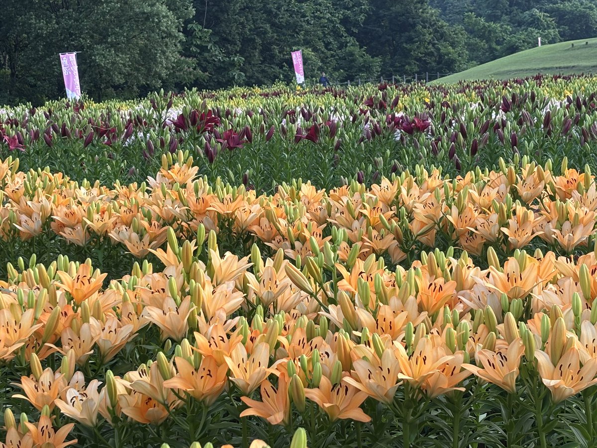 19570521H's tweet photo. #ユリ
#月岡公園
#魚沼市ユリの出荷日本一 https://t.co/FoEUCUkZI3