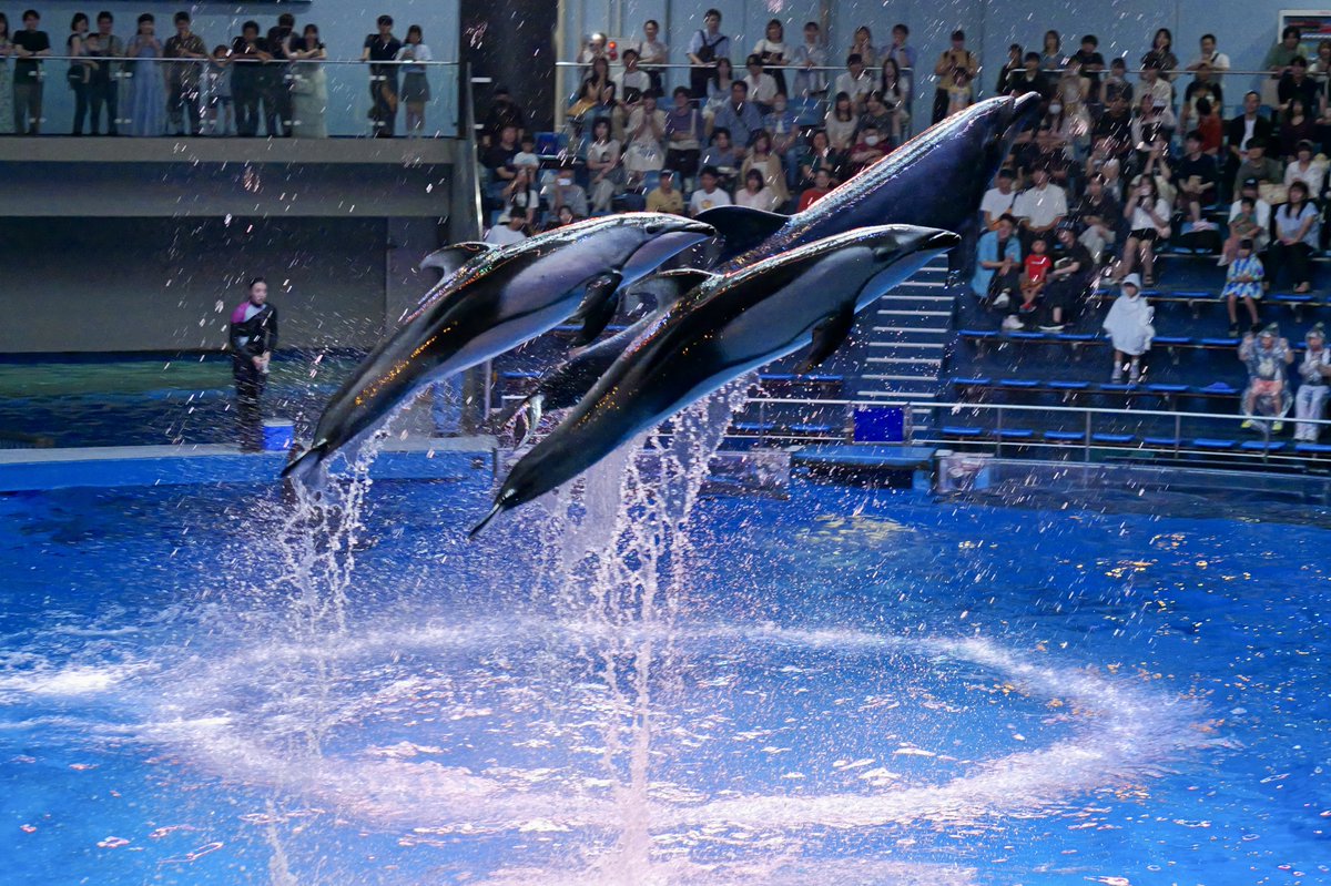 Nyama46042714's tweet image. 昼の部、先日のLUMIXアカデミーのときより飛んでいる
#LUMIX 
#GH7 
#LUMIXGH7 
#マクセルアクアパーク品川
#アクアパーク品川
#ドルフィンパフォーマンス