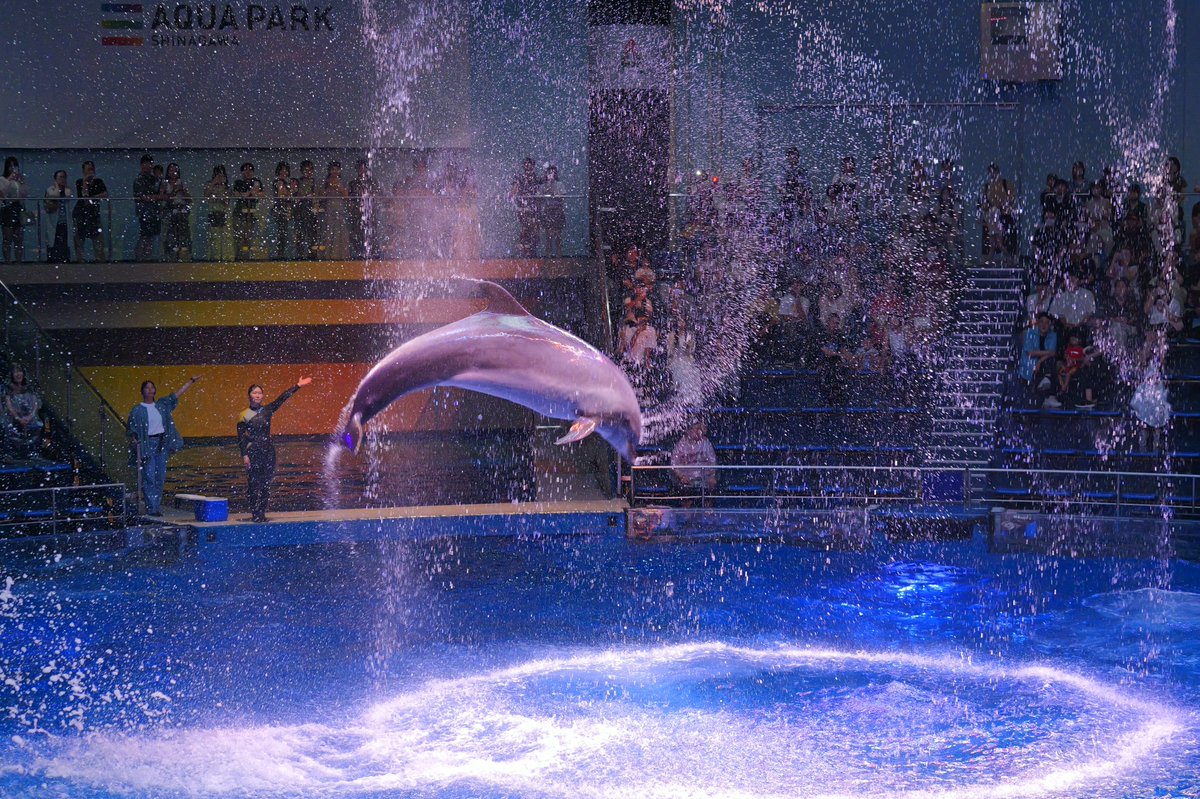 Nyama46042714's tweet image. 昼の部、先日のLUMIXアカデミーのときより飛んでいる
#LUMIX 
#GH7 
#LUMIXGH7 
#マクセルアクアパーク品川
#アクアパーク品川
#ドルフィンパフォーマンス