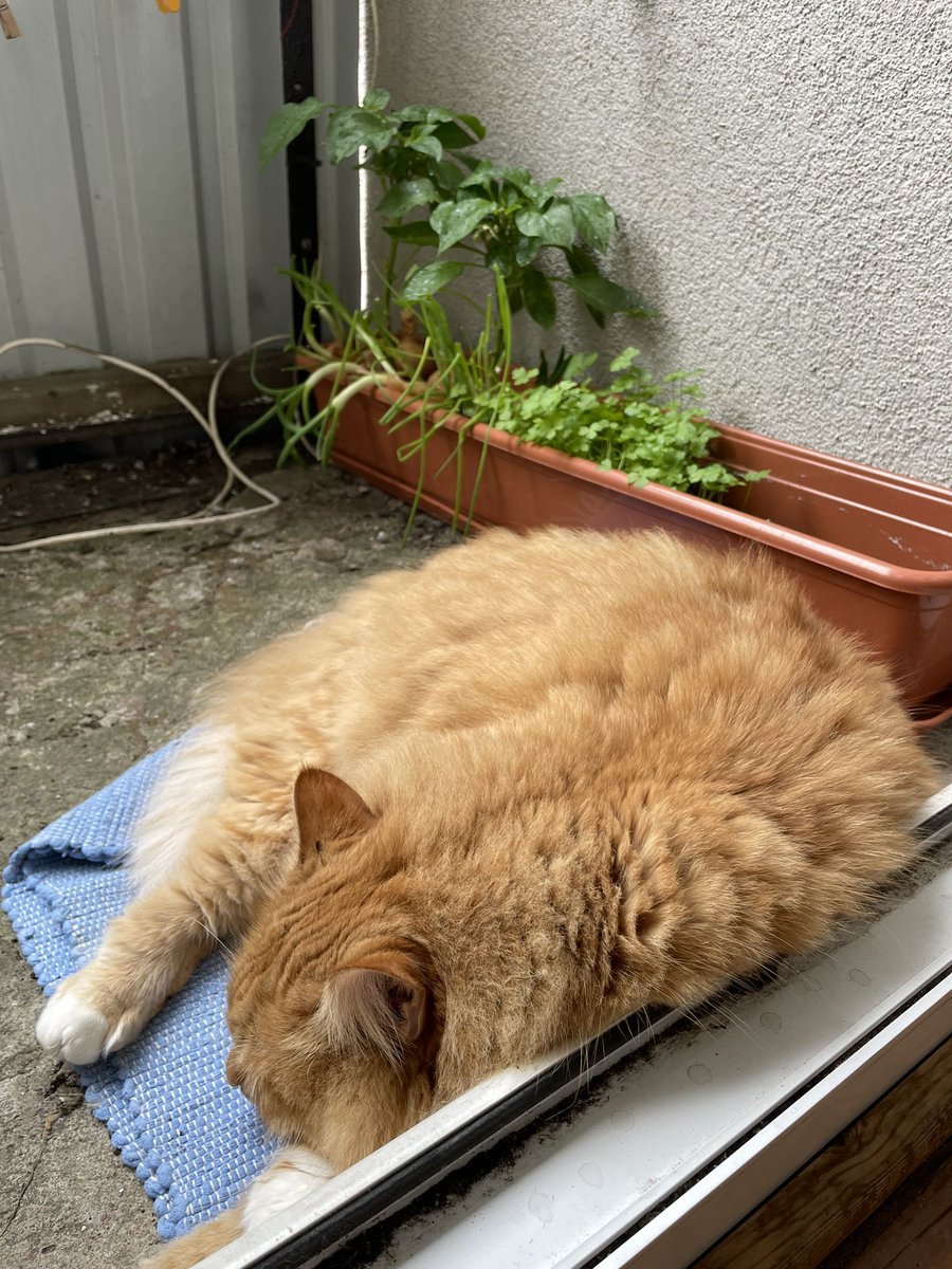 Diena IR izdevusies. Zane diez vai ies laukā slapjumā (😼), bet man patīk. Vai nav lieliski, ja tu vari iziet uz sava balkona, palikt mazliet slapjš un tad laimīgs skriet, lai samīļo un paņem klēpī?! Jā, ūdens ir mana stihija. Tomēr - kur to izslēgt, lai apžāvētos otrajai tūrei?