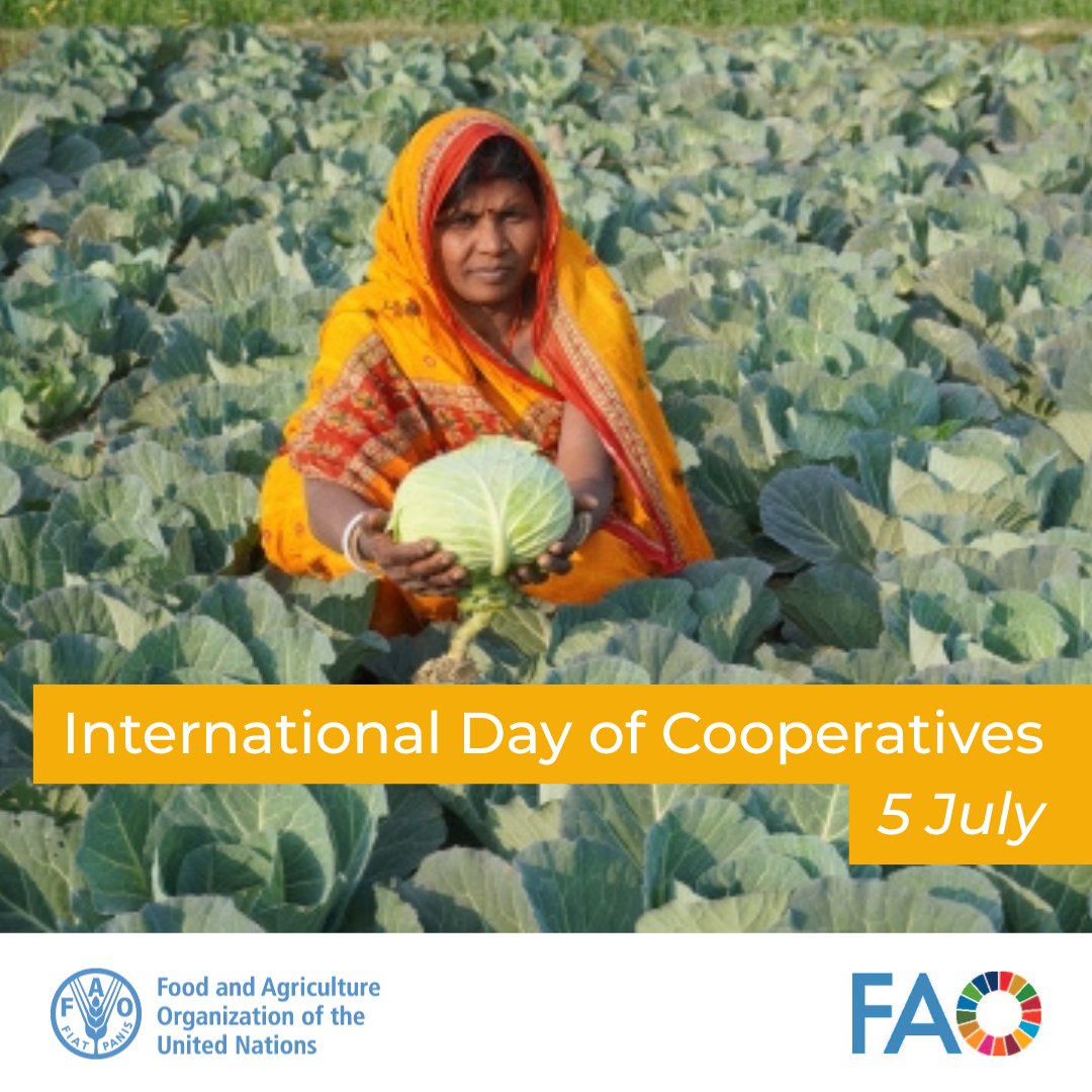 FAOGeneva (@faogeneva) on Twitter photo On #InternationalDayofCooperatives, we celebrate their vital role in food security & nutrition.
With <a href="/FAO/">Food and Agriculture Organization</a> support, women-led cooperatives like Rajdevi empower smallholders, boost productivity & advance gender equality for a sustainable future.
📖 bit.ly/4koLuyb On #InternationalDayofCooperatives, we celebrate their vital role in food security & nutrition.
With <a href="/FAO/">Food and Agriculture Organization</a> support, women-led cooperatives like Rajdevi empower smallholders, boost productivity & advance gender equality for a sustainable future.
📖 bit.ly/4koLuyb