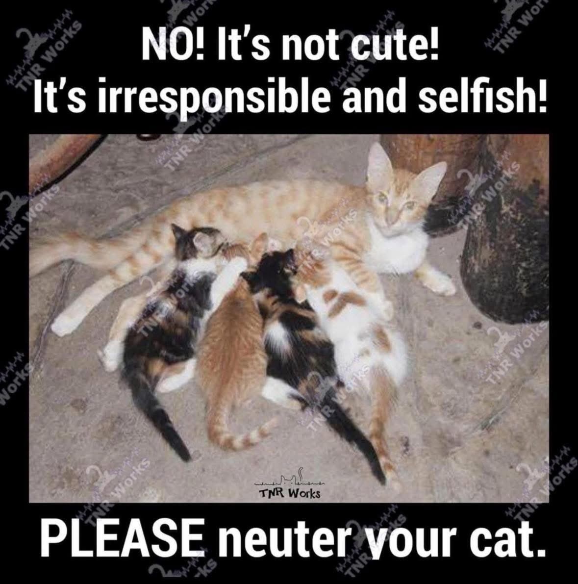 Kings Heath Cat Rescue tweet media