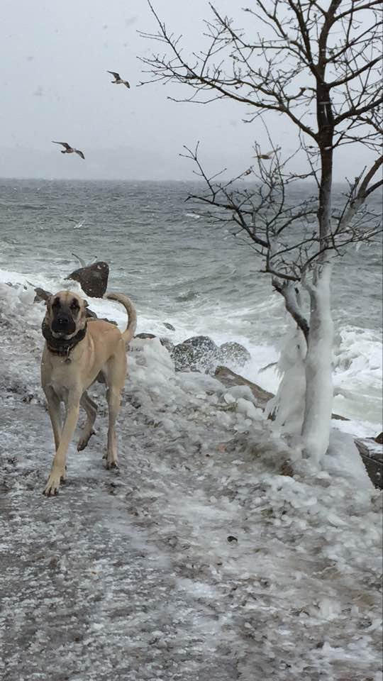 Jaxxon2905's tweet image. #waterdogs
Da machen wir gerne auch mit. Für Otis gab es keinen schöneren Ort als „seinen“ Strand. Wetter? Egaaaaal! Hauptsache Strand 💚
