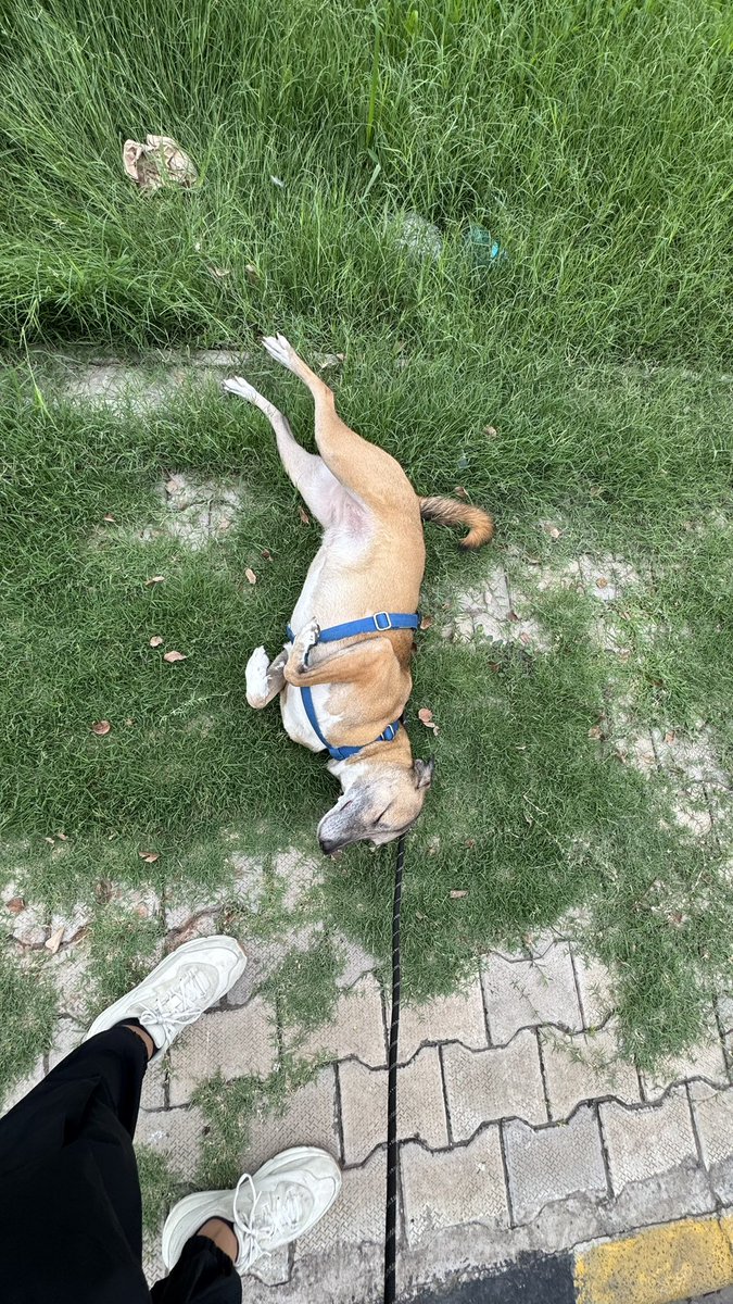 wesploot's tweet image. The masti in the morning -&amp;gt; grooming in the afternoon pipeline