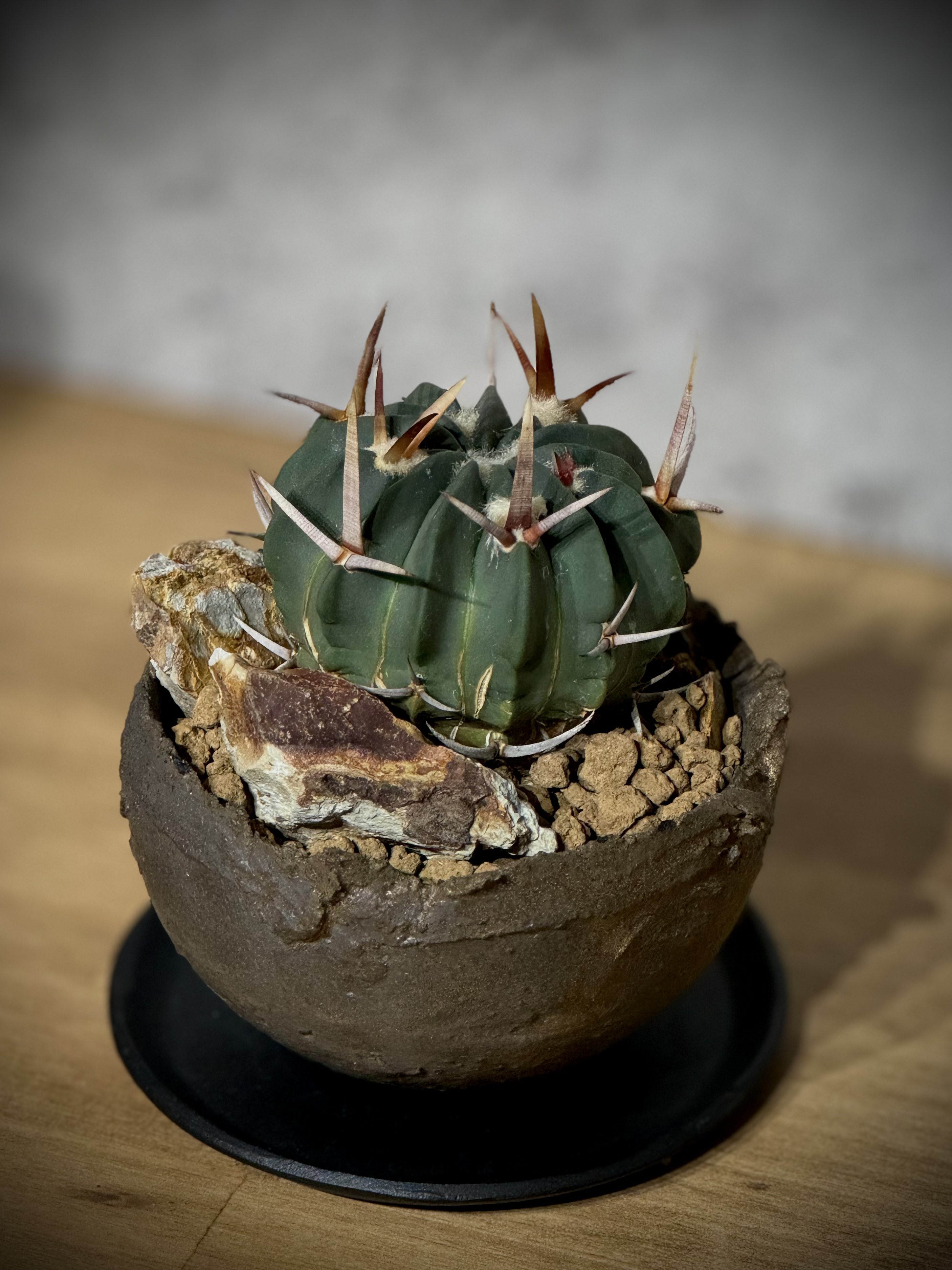 コンロ⭐︎めちゃくちゃキレイでほぼ未使用です⭐︎値下げしました！ 1口ガスコンロ - Search / X