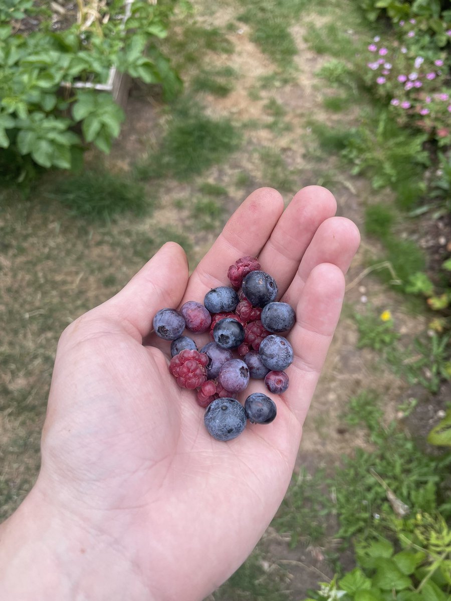 Some more berries I’ve grown.

Praying to God I can have my own fruit orchard one day with random and rare varieties of fruit 🫐