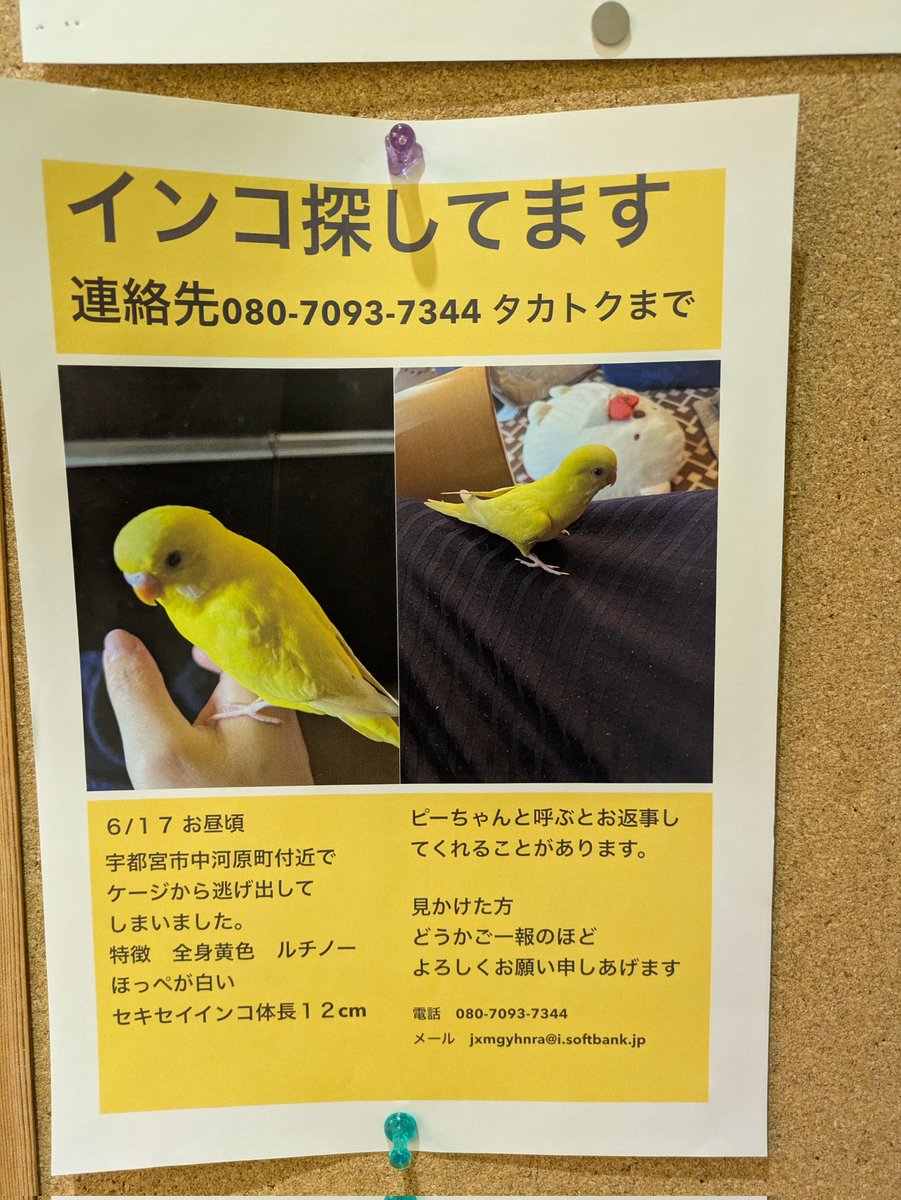 インコのそらちゃんを探しています (@yukoorion0107) / Posts / X