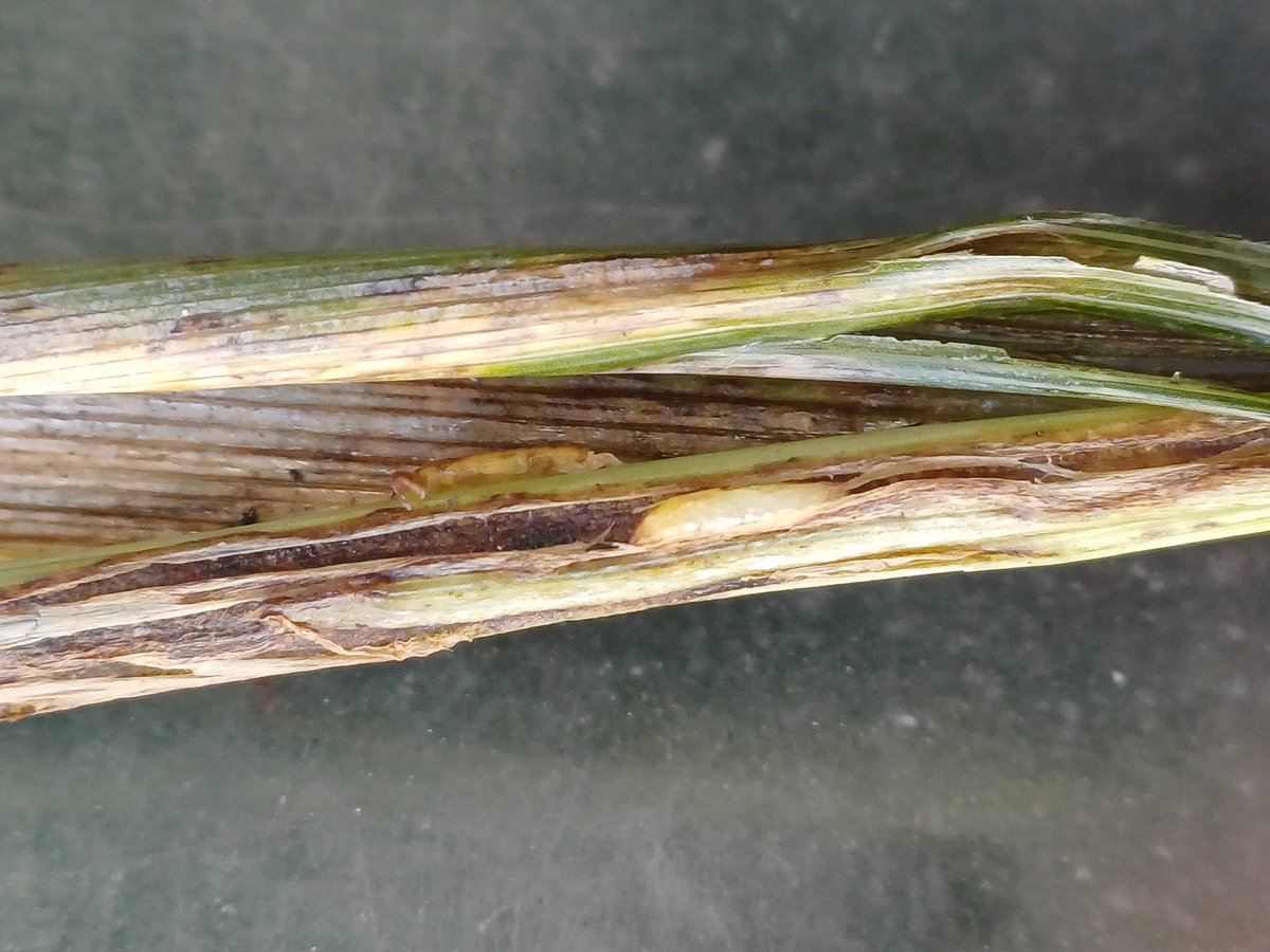 High levels Gout Fly in late drilled and spring wheat across south of England. Peel flag leaf back from ears that haven't emerged or elongated fully and chances are there'll be feeding  damage. Yield loss depends on timing and other stress. 2nd generation could be big problem!