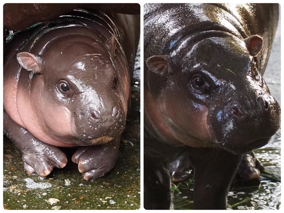 เวลาแห่งความสุขผ่านไปไวมาก 
วันที่10 เจอกัน 🦛
11.20 พบกับ พี่แป้น และพี่ยอร์ช 14.00 มอกเค้กให้หมูเด้ง
#hippo #PygmyHippo #ขาหมูแอนด์เดอะแก๊ง #หมูเด้งจะเด้งกี่โมง #Moodeng #พี่ขาหมู #สวนสัตว์แปลกเขาเขียว