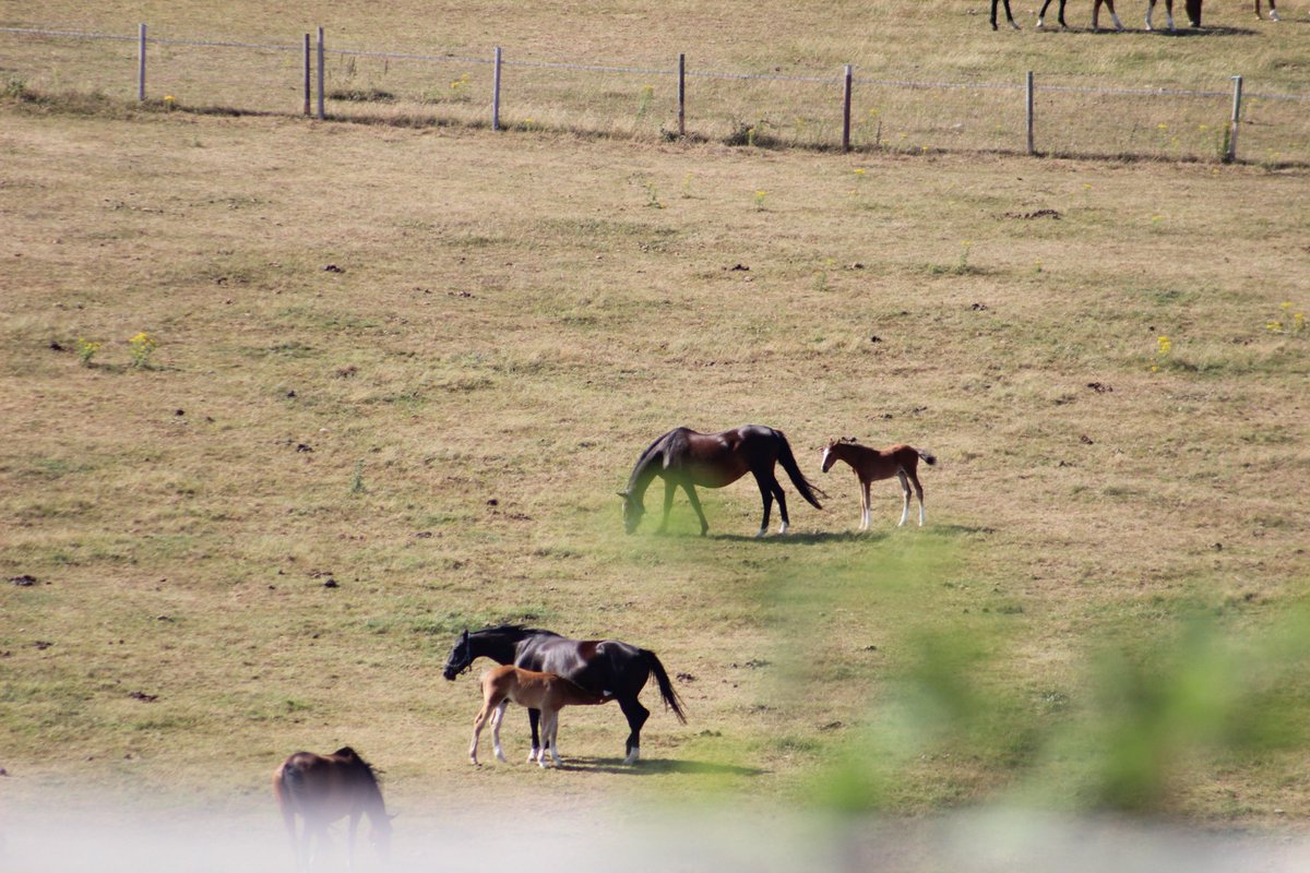 Best stud on Sussex Downs, Brendon Stud at Pyecombe,