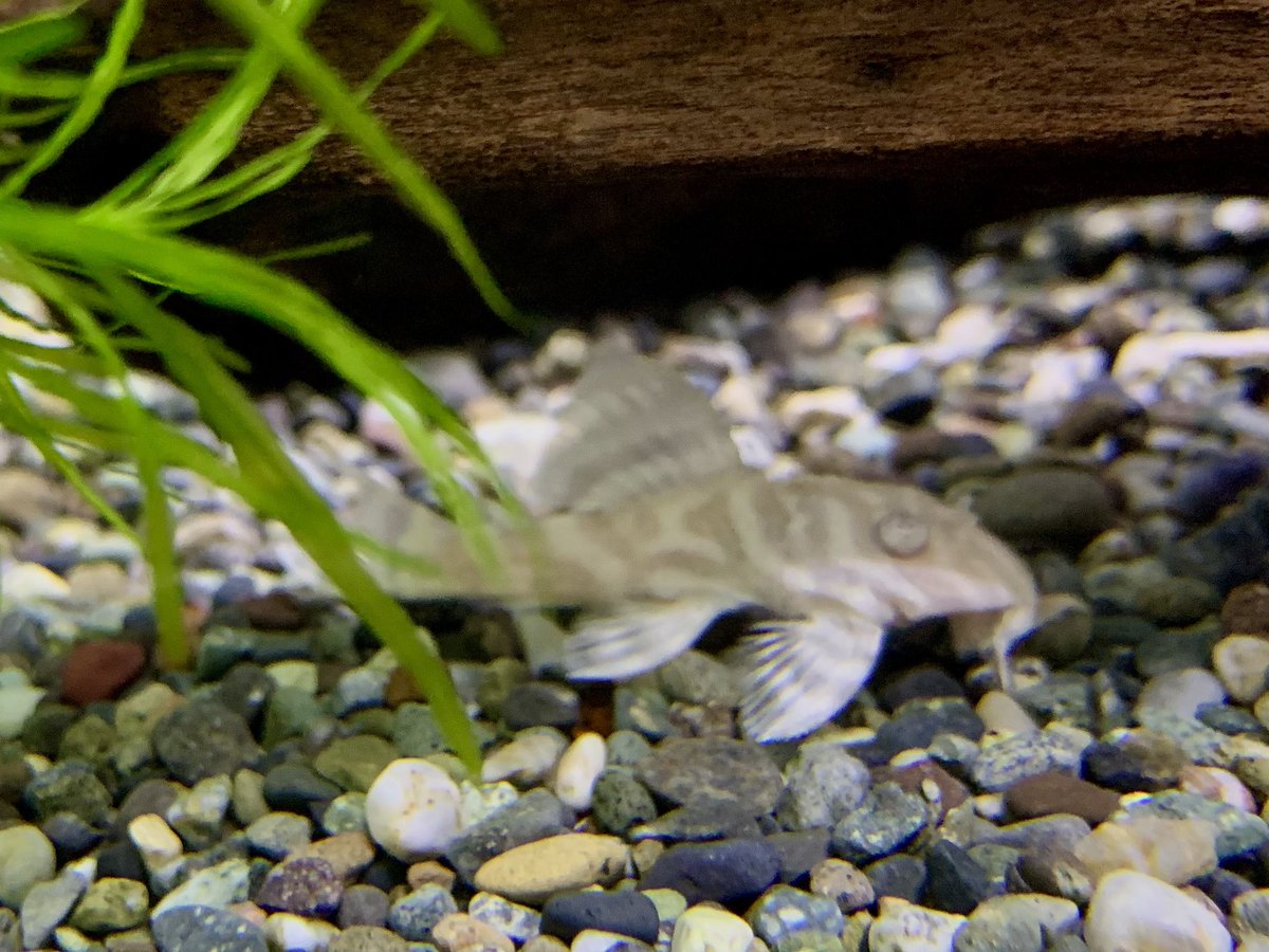 アルビノキングロイヤルペコルティア
綺麗です🤩
在庫１匹
#アルビノキングロイヤルペコルティア
#キングロイヤルペコルティア
#プレコ