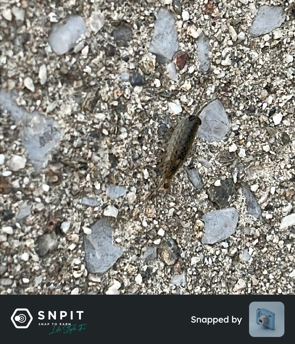 いつもお世話になっております

#SNPIT