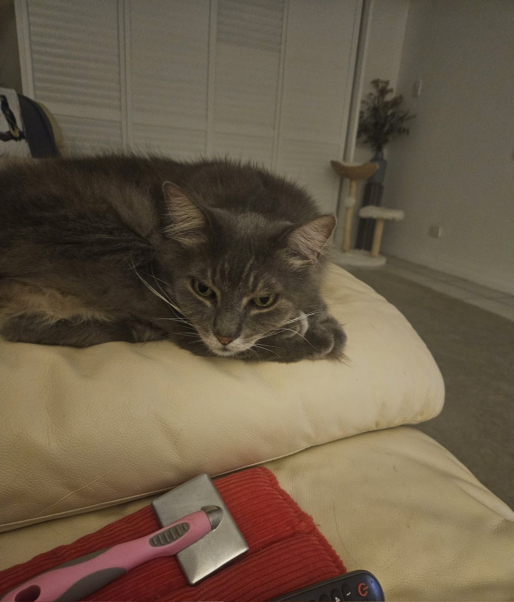 millyfromoz's tweet image. When you know you&apos;re about to get a brushing but you&apos;re just not in the mood....