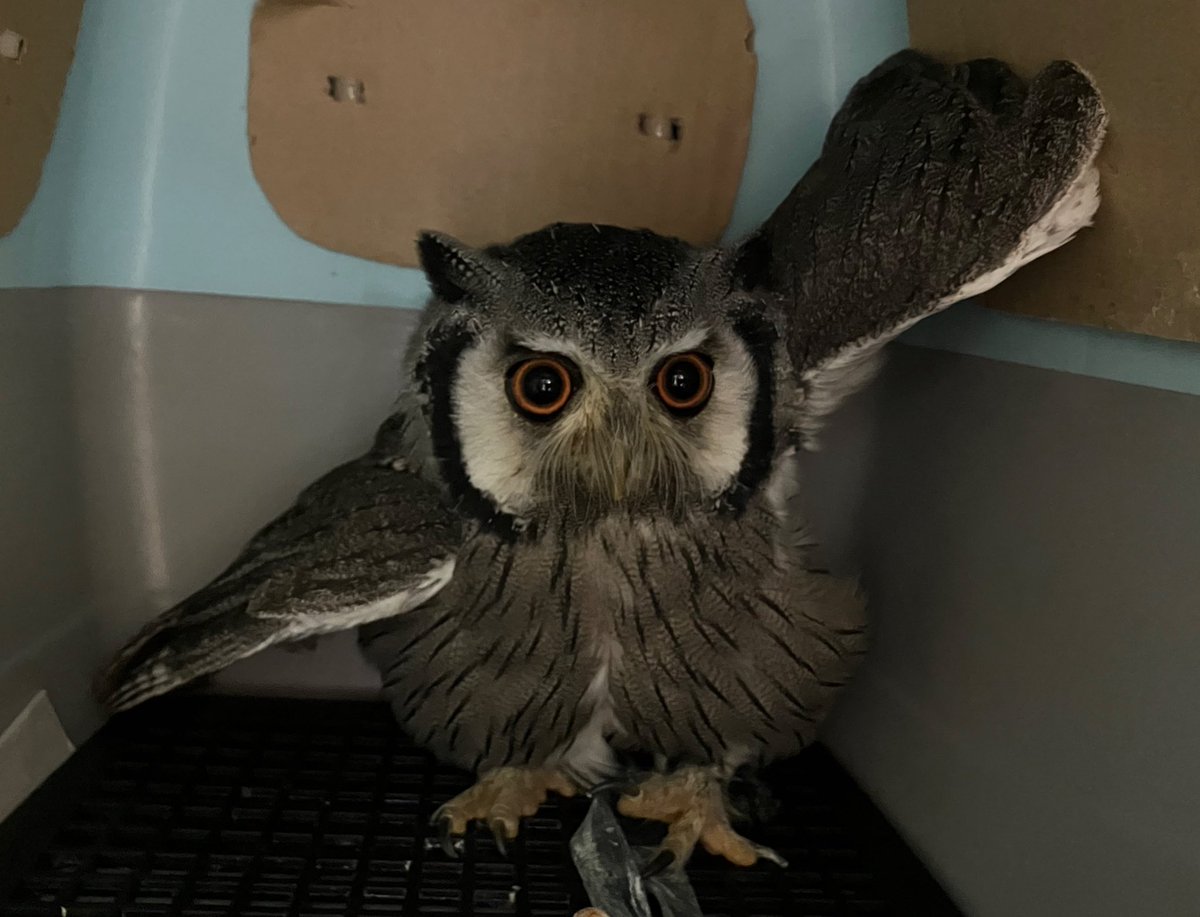 メンテナンス嫌々ポーズ