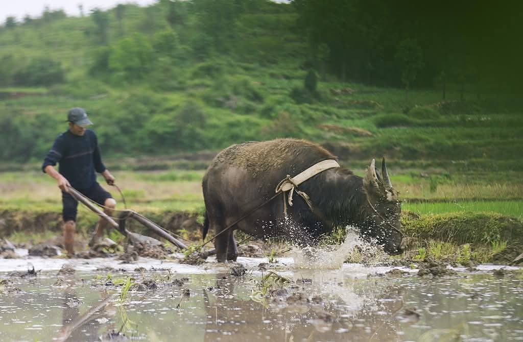 Farmers are not only the backbone of our #Arakan, but they are also the convener of our culture and traditions.

#PlantingPaddy #Farming