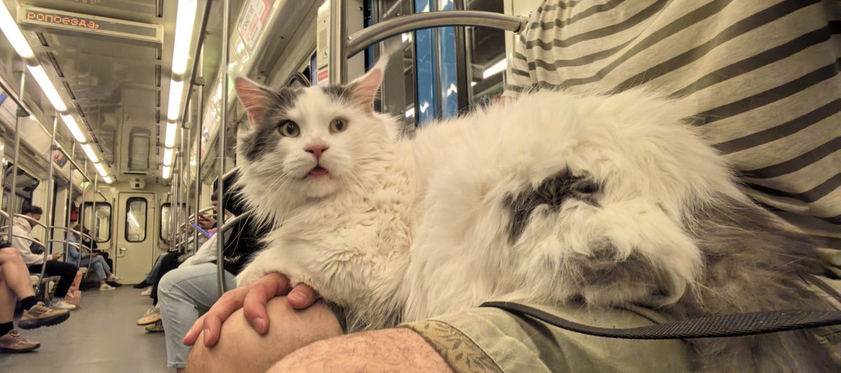 Мы с котом ездим в метро так.
