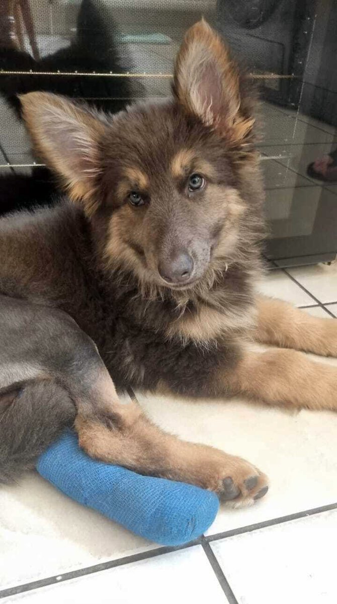 RspcaO's tweet photo. 🐶 Meet Luna – just 11 weeks old and already on a remarkable journey. 
After suffering two broken leg bones, she’s now recovering in a foster home with regular vet care and lots of love. 💛
This is what RSPCA Oxfordshires work looks like:
https://t.co/FpstX1YH0Y https://t.co/6QmaRr9m7w