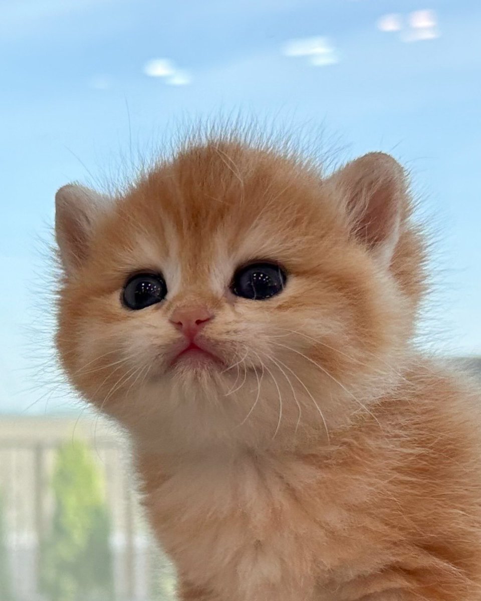 ♡♡ ♪(ᴖ ‧̫̮ ᴖ♪ )