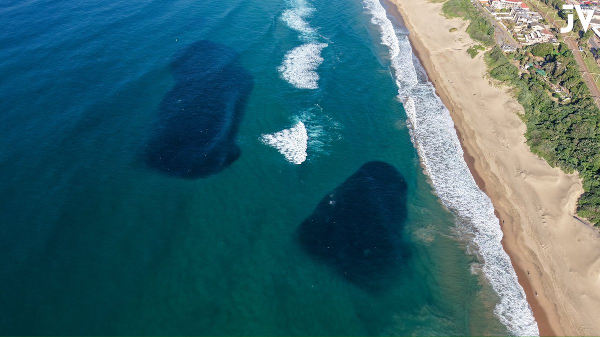 JuelzVisuelz's tweet image. Sardine Run 2025 | Winklespruit Beach | 05 July!

3 nettings and lotsa sardine shoals on the backline!

Stay tuned to catch all the action from the air and the surf! Also an epic Whale sighting from Warner Beach!

#SardineRun2025 #SardineRun #Sardines #TheGreatestShoal