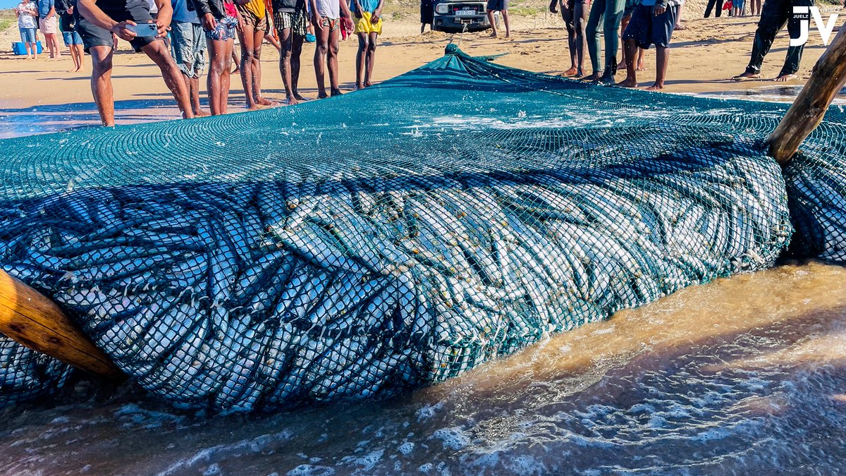 JuelzVisuelz's tweet image. Sardine Run 2025 | Winklespruit Beach | 05 July!

3 nettings and lotsa sardine shoals on the backline!

Stay tuned to catch all the action from the air and the surf! Also an epic Whale sighting from Warner Beach!

#SardineRun2025 #SardineRun #Sardines #TheGreatestShoal