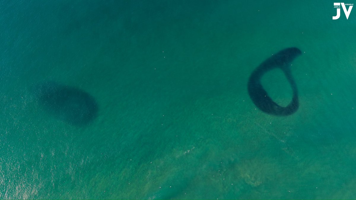 JuelzVisuelz's tweet image. Sardine Run 2025 | Winklespruit Beach | 05 July!

3 nettings and lotsa sardine shoals on the backline!

Stay tuned to catch all the action from the air and the surf! Also an epic Whale sighting from Warner Beach!

#SardineRun2025 #SardineRun #Sardines #TheGreatestShoal