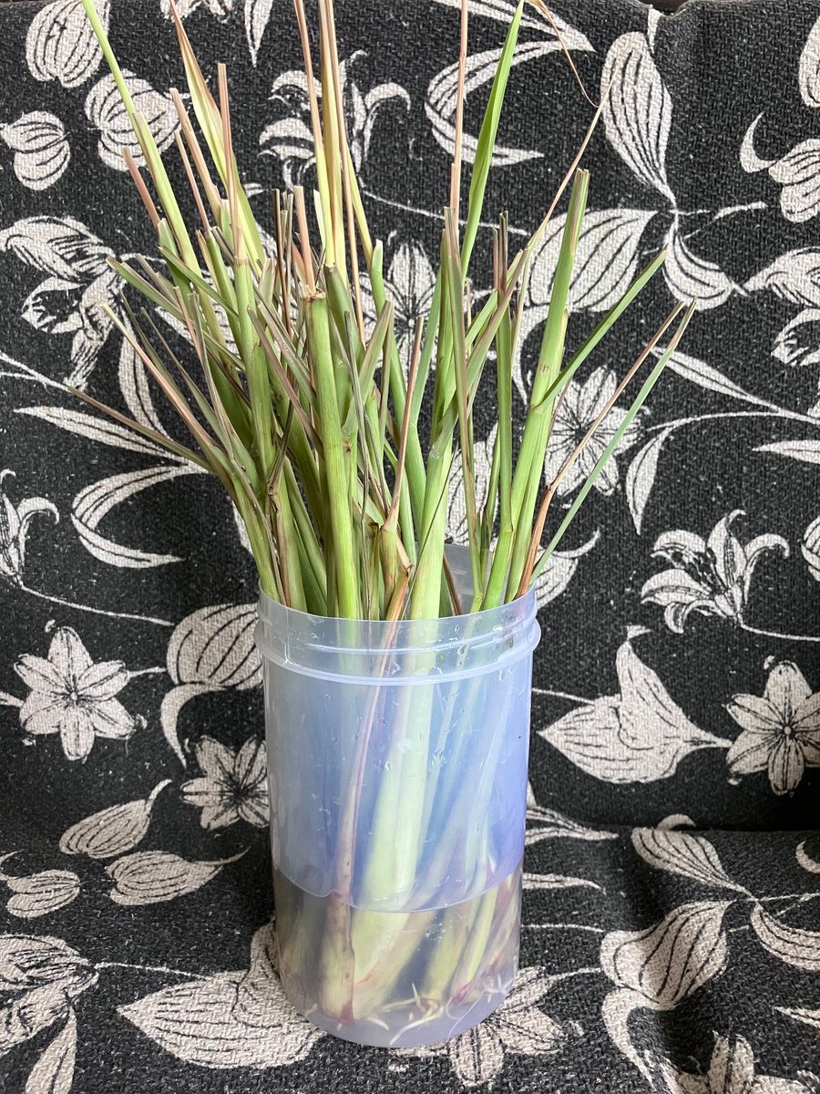 humanwaterfalls's tweet photo. Luckily there seems not to be a time pressure since they will survive for almost two months and just cuttings, so while they are sitting in the jar, I will try to figure out what they would like and thrive in best, and on what timeline. https://t.co/G4KH2kyBZI