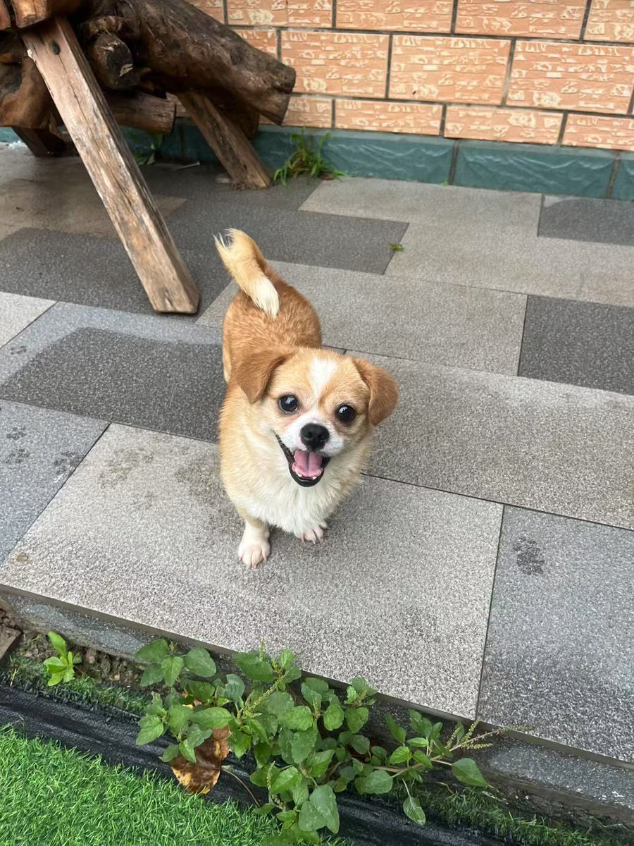 These 2 incredible cute dog meat trade survivors,  Olia and Lady will be leaving china in a few days to go and live the good life  Europe 🫶 🏠 🇩🇪  #DogMeatTrade #DogMeat #Bybyechina