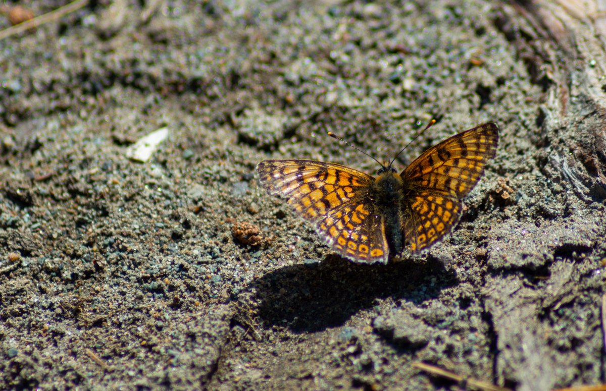 str1ve🦊 (@str1ve21) on Twitter photo 