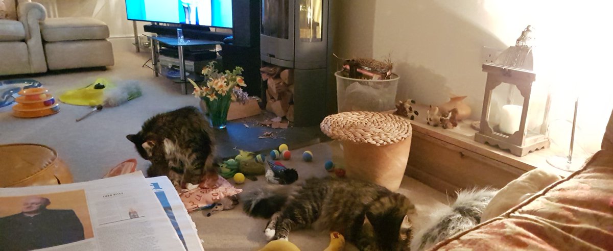 Mia ๐๏ธ peace and love ๐๏ธ Mittens (@mittensmia) on Twitter photo We are so bored as Mum is meeting up with <a href="/MillieGangs/">๐ Archie,Oliver Teddy Timmy๐Angels Millie&Prince</a> <a href="/AngusMcPussPuss/">Angus ๐ & Furgus McPussPuss๐ป</a> <a href="/MargeyS09/">Willow ๐พ and Mimi ๐ธ๐ฉด</a> and we have to stay home ๐ฅ. So please can we have a takemeout bag?
#hwcafe We are so bored as Mum is meeting up with <a href="/MillieGangs/">๐ Archie,Oliver Teddy Timmy๐Angels Millie&Prince</a> <a href="/AngusMcPussPuss/">Angus ๐ & Furgus McPussPuss๐ป</a> <a href="/MargeyS09/">Willow ๐พ and Mimi ๐ธ๐ฉด</a> and we have to stay home ๐ฅ. So please can we have a takemeout bag?
#hwcafe