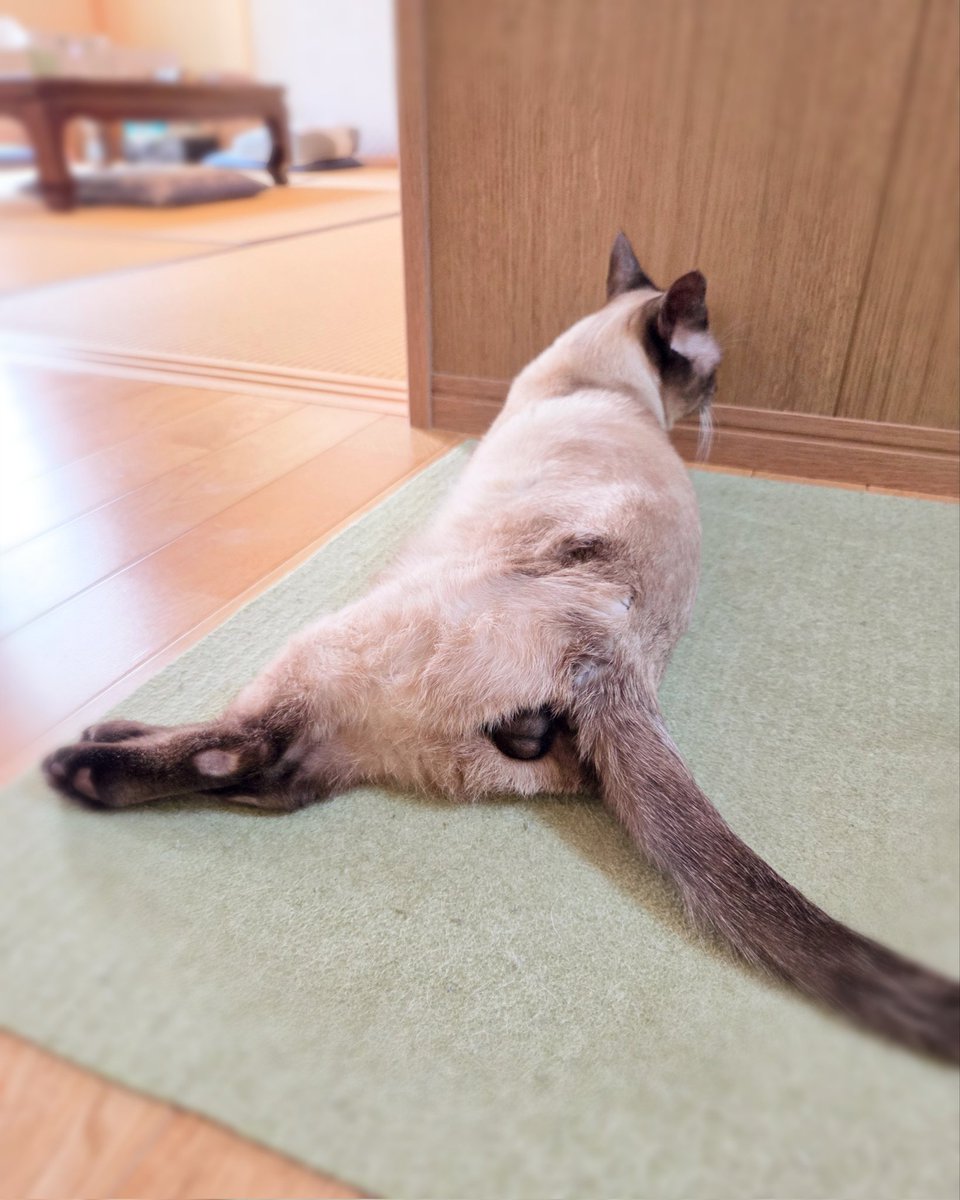 こんな極悪顔して、マザコン甘えん坊の人間大好き超どんくさ温厚猫です。
今月去勢してきます。さよならにゃんたま。