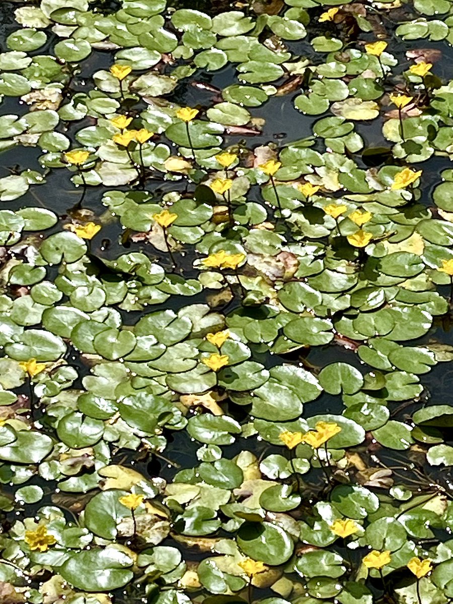 Lillypads, Carnon Downs Nature Reserve, Cornwall 
#photograghy #MyPhoto #nature #NaturePhotography #Cornwall