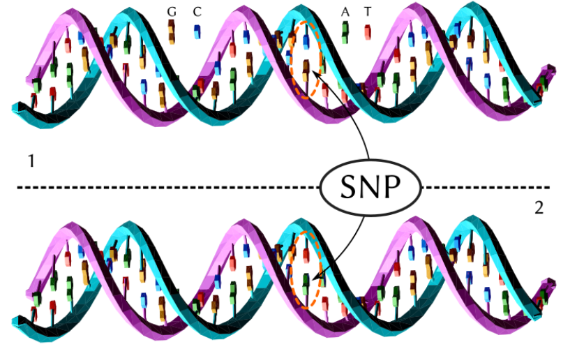 PAS_secondlife's tweet photo. Did you know your individual genetics can dramatically alter your risk of side effects from medications?

Single-nucleotide polymorphisms (SNPs) are simple ‘letter’ swaps in the DNA code that can result in dramatically different health outcomes. 

In one study of 200 men treated with SSRIs, simply one of these single ‘letter swaps’ was found to be responsible in a 3-fold increase in the risk of developing sexual side effects.