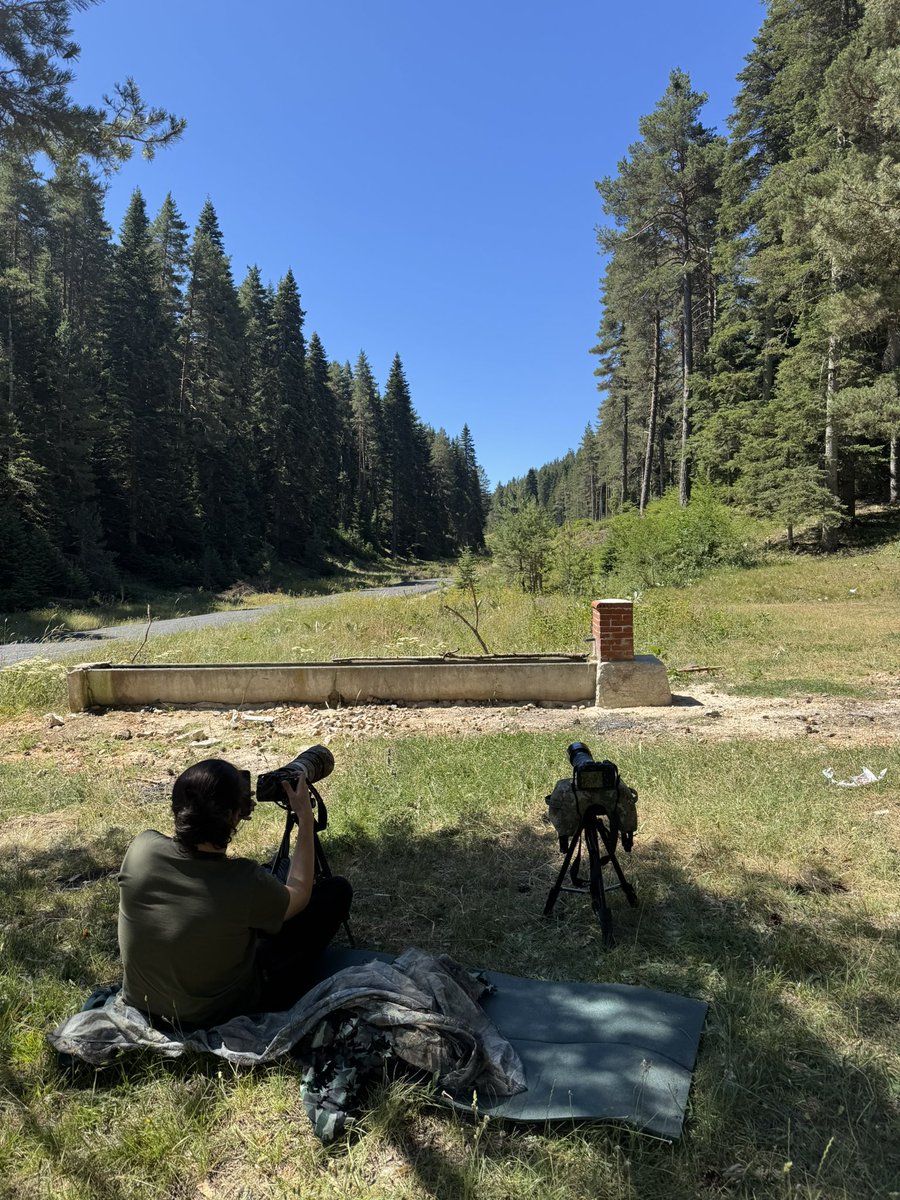 Birdcatcher01's tweet photo. 🌲 https://t.co/I0Etoh0qMG