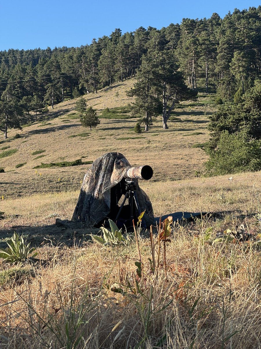 Birdcatcher01's tweet photo. 🌲 https://t.co/I0Etoh0qMG