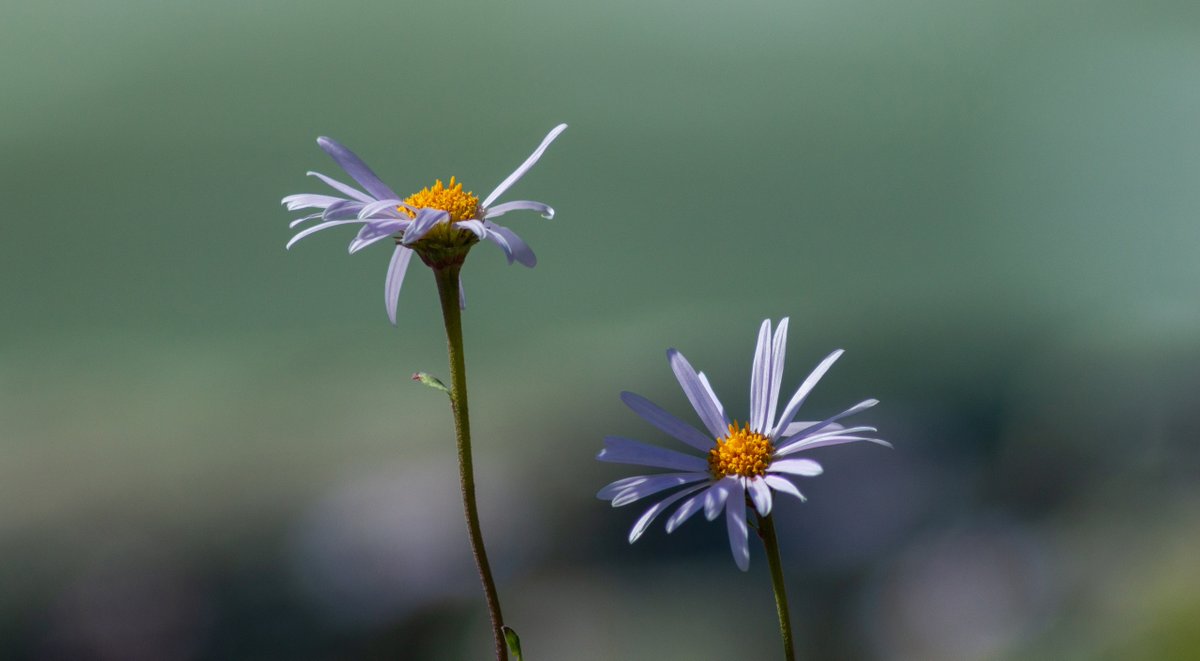 str1ve🦊 (@str1ve21) on Twitter photo 