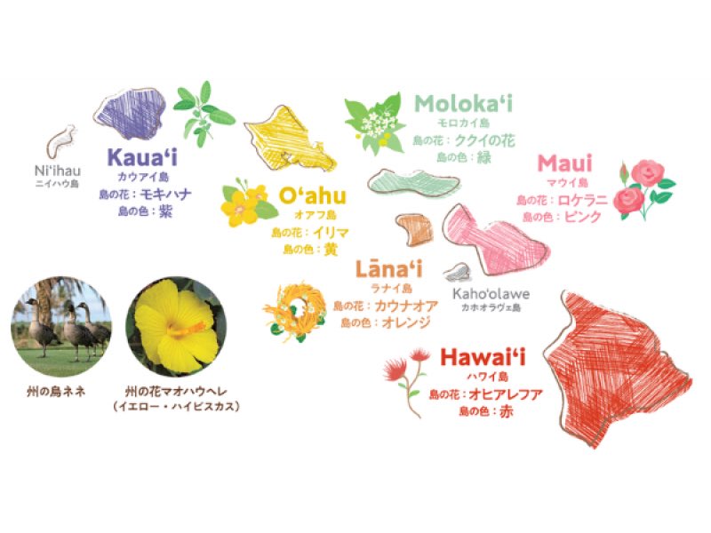 @boosu_ke 例えばオアフ島の歌なら黄色の衣装やイリマというお花のレイを着けたり、マウイならピンクのバラ(ロケラニ)、海の歌なら貝殻、山の歌ならククイの実みたいに装飾が決まります。既婚と未婚では髪の毛に刺すお花の向きも左右で違います。にわかだとその辺の認識が無いのですぐに分かってしまうのです。 