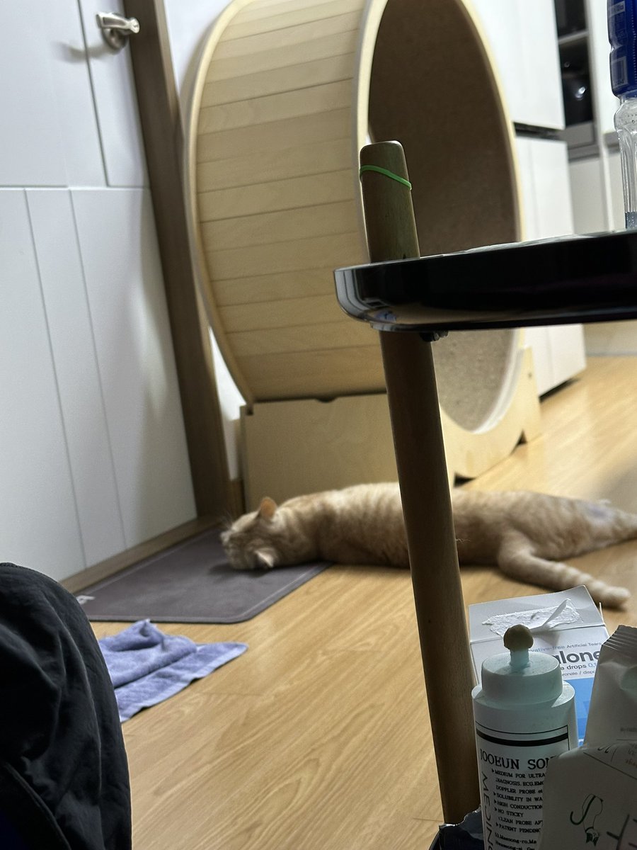 0_rbsl's tweet photo. 대갈장군 https://t.co/FyQl5x2XLZ